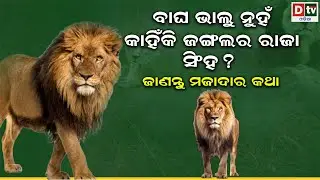 ବାଘ ଭାଲୁ ନୁହଁ କାହିଁକି ଜଙ୍ଗଲର ରାଜା ସିଂହ ? | odia special story | @DTVODIA ​