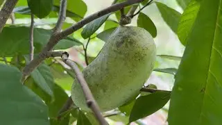 Pawpaw - This Fruit is Insanely Good