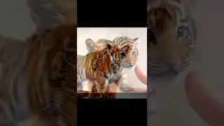 Small but fierce, the tiniest tiger roars loudest