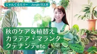 【秋のカラテアケア＆植替え】カラテア、マランタ、クテナンテの秋にオススメの育て方、冬に向けてやっておくべきこと、植替え実践と最大の注意点について　[観葉植物]ー　Ep.78