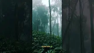 Idukki Gold 🌿 #idukkidiaries #idukkistories