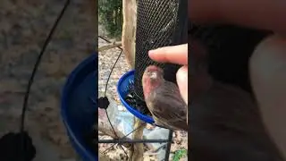 Petting a Wild Finch