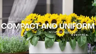 Evanthia | FlowerTrials&reg; 2022 Highlights