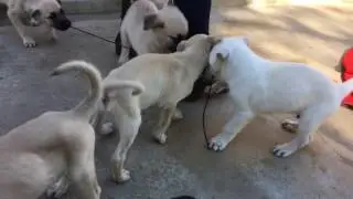 Puppy politics