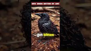 Why Crows Let itself attacked By Ants ? #shorts