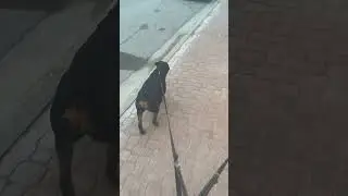 Dogs, Just walking! (Dasher and Blitzen) Dauphin MB Canada #dogs  #smalltown