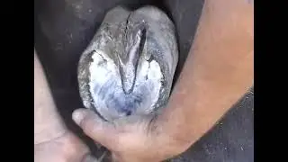 Peruvian Paso Hoof Trimming by Coco Fernandez - Master&nbsp;Farrier