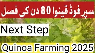 Quinoa Farming in Pakistan 80 Days crop