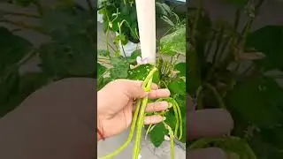 Rooftop gardening❤️