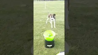 Fun with GoDogGo's Fetch Machine