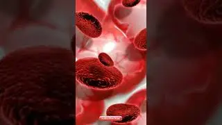 #shorts Random facts about Blood Cells#shorts RBC#facts