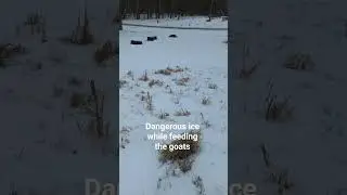 Dangerous conditions while feeding goats