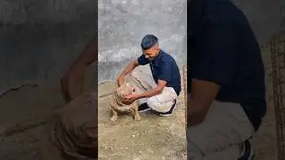 Viral Mini Pitbulls Puppy 😱 #dogshorts  #pigeonshorts  #pitbulldogs