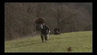 GAME CHANGER for Turkey Hunting [ MOJO Scoot & Shoot ]