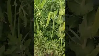 High yield Green peas