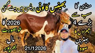 Bhains Colony Mandi Karachi Cattle Rates Update❤️ || 21 January 2026 || Cow Mandi 2026 💫