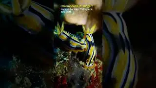 Chromodoris #nudibranch #boracay #scubadiving