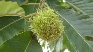 Castanea tree - Kastan&iacute;utr&eacute; - Kastan&iacute;uhnetur - Skrauttr&eacute; - Kastanje