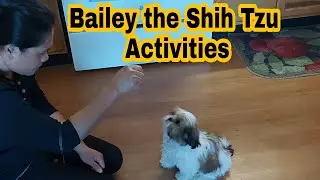Bailey the Shih Tzu Activities // 4 months Old Puppy 2021