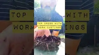 Lasagna in the garden