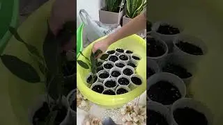Летом укореняю черенки фикусов именно так🤗#фикус #комнатныерастения #растения #озеленение #plants