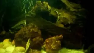 GEOPHAGUS BRAZILIENSIS