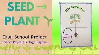 🌱Seed Germination Diagram | Seed to Plant Life Cycle | Easy School project #viral video 