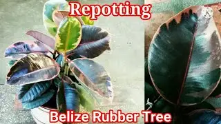 Repotting Belize Rubber Tree or Red Ruby Rubber Tree // Care Tips and Soil Mix Used