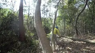 Nature Wonderland; taking the first tree to the bottom of the slope and working on the next 20260111