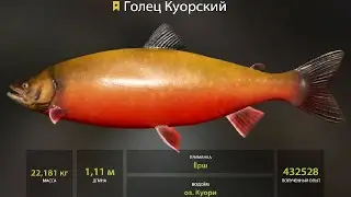НОВЫЕ ФАРМЫ СЕРЕБРА и РАЗДАЧА ТРОФЕЕВ! СВОДКА по ВОДОЁМАМ на 10.01 в Русской Рыбалке 4! РР4