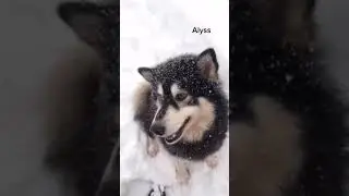 Best Tiktok I&rsquo;ve ever seen 😱 Don&rsquo;t voice match huskies? #shorts #husky