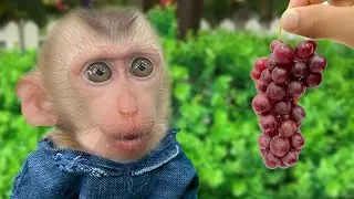 Baby monkey Boo Boo harvests mini grape and plays with duckling in the garden