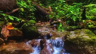 Natural Sleep Aid: Gentle River Over Stones & Birdsong for Meditation, Focus, and Relaxation
