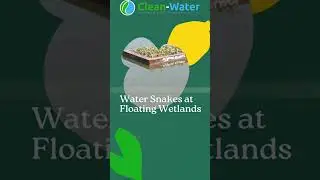 Water Snakes at the #floatingisland. Restoring water bodies along with #ecology!! #indore