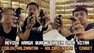 REVIEW HARGA BURUNG KACER DADA HITAM - CIBLEK KALIMANTAN - KOLIBRI NINJA - CENDET