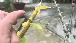 Results after about 2 weeks of inducing flowering in hanging-stem orchids.