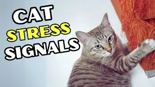 The 4 Main Signs of Stress Your Cat Is Sending You (and How to Fix Them!)