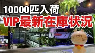 10 000 в наличии! Актуальный статус VIP-наличия