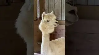 Female Alpaca Alert Call at Rosie Mae&rsquo;s Alpaca Farm