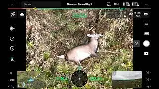 First Bow Buck Recovery  Thermal Drone Assist