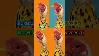 Songs That Sound Good Every Version: CHICKEN BANANA #shorts #trending #music #Chicken #banana #fyp