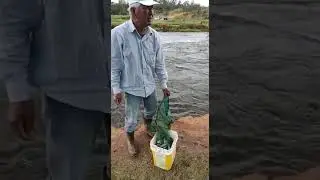Pesca de lambari no canal de Jundiapeba em Mogi das Cruzes 53