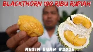 NYOBAIN DURIAN BLACKTHORN ORGANIK HARGA 100 RIBU RUPIAH