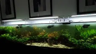 Island Boys Aquascape - Long Planted Community Aquarium