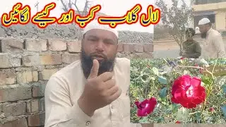 سدا بہار لال گلاب لگانا کب چاہیے/When should evergreen red roses be planted?