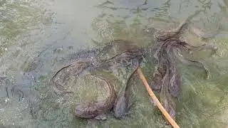 Amazing 110 Big catfish 🐟 Eassy catching one Girl 🖤fishing kids