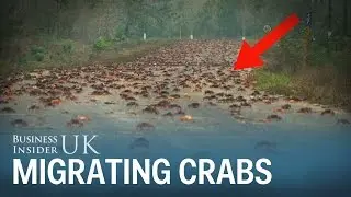 Millions of migrating crabs are causing chaos in Cuba's Bay of Pigs