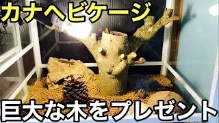 カナヘビケージレイアウト変更【爬虫類】巨大な木をプレゼント