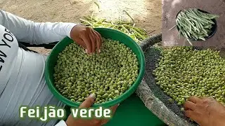 Dona Cleonice colhendo feij&atilde;o verde, na ro&ccedil;a da sua irm&atilde;, Dona Gra&ccedil;a.