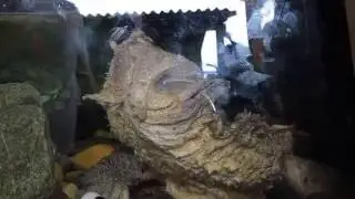 La tortuga matamata del zool&oacute;gico